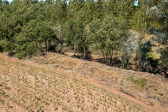 SPR_Manguarda_2021